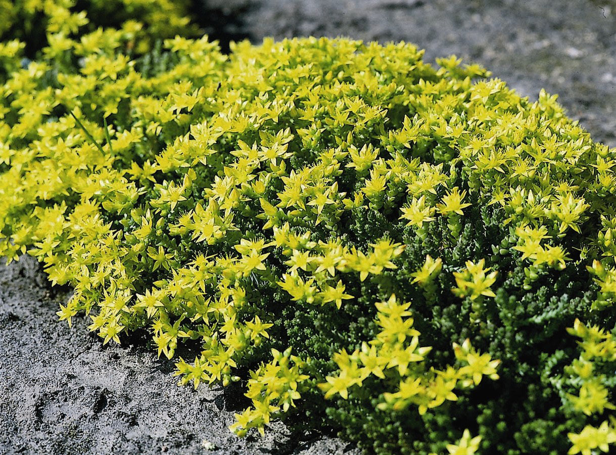 Sedum Seeds 5,000 Acre Golden Carpet Succulent Seed