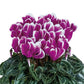 15 Cyclamen Seeds Cyclamen Smartiz® Select Fantasia Purple