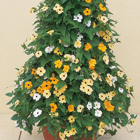 planting black eyed susan vine seeds Thunbergia Seeds Susie Thunbergia Seeds Susie Mix Black Eyed Susan Vin – trailingpetunia.com