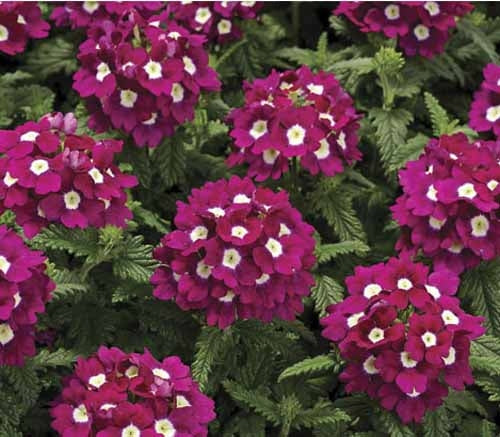 Verbena Seeds Verbena Obsession Cascade Burgundy Eye 15 thru 100 Seeds Trailing Verbena