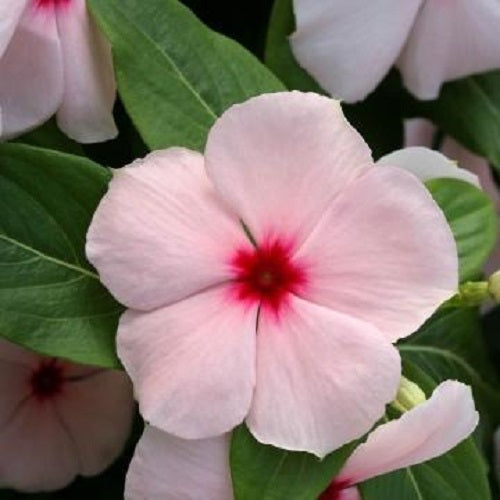 Cobra Vinca Seeds Cobra Apricot 25 thru 100 Vinca Seeds