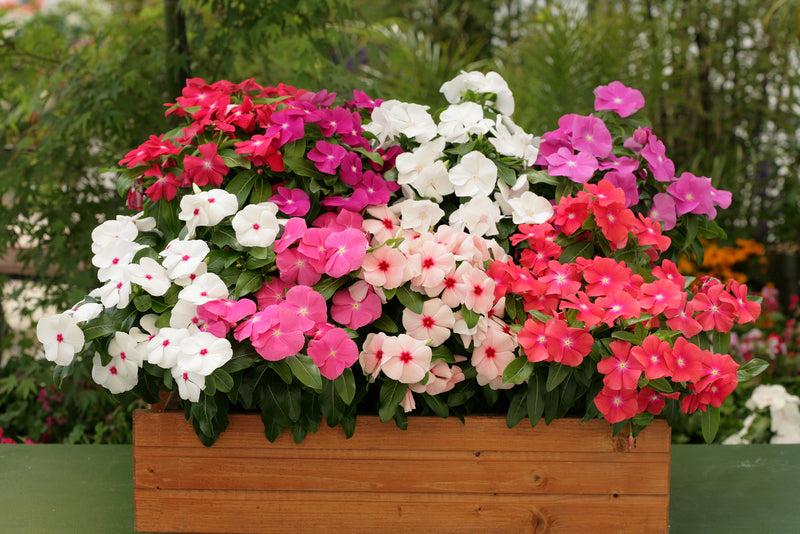 sadabahar flower seeds Cobra Vinca Seeds Cobra Mix 25 thru 100 Vinca Seeds – trailingpetunia.com