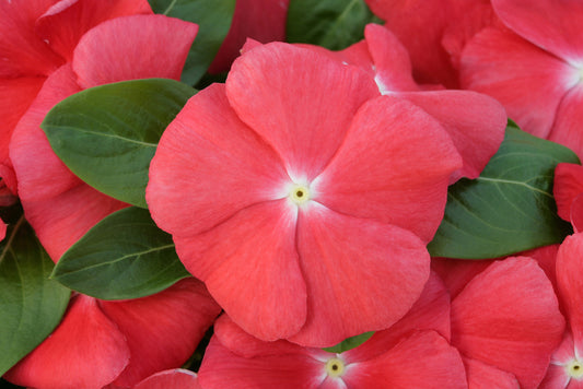 Cobra Vinca Seeds Cobra Orange 25 thru 100 Vinca Seeds