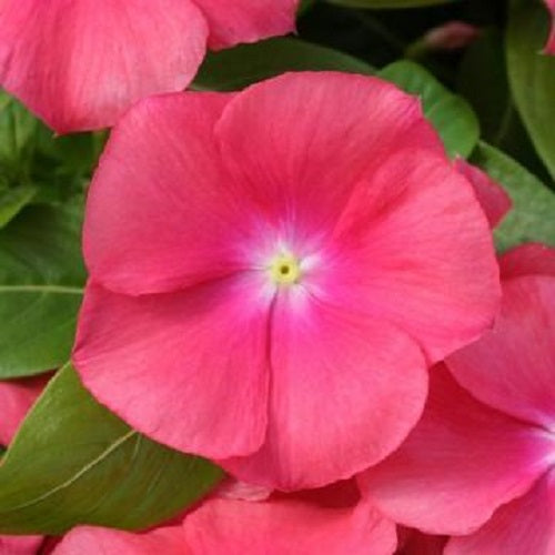 Cobra Vinca Seeds Cobra Passion Fruit 25 thru 100 Vinca Seeds