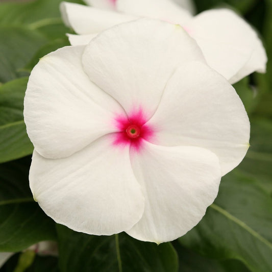 Cobra Vinca Seeds Cobra Peppermint 25 thru 100 Vinca Seeds