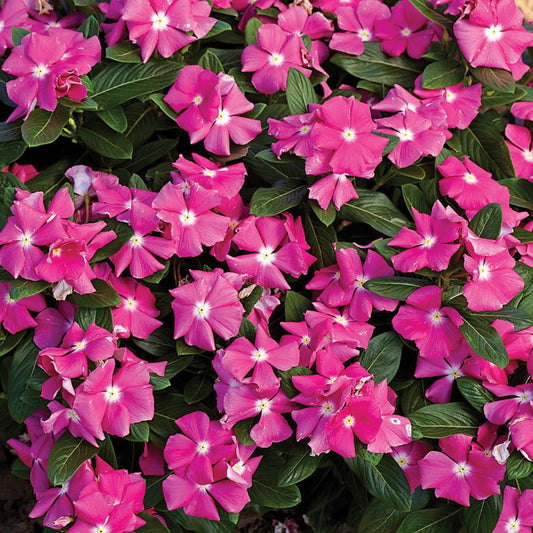 Vinca Cora Pink 25 thru 500 Vinca Seeds