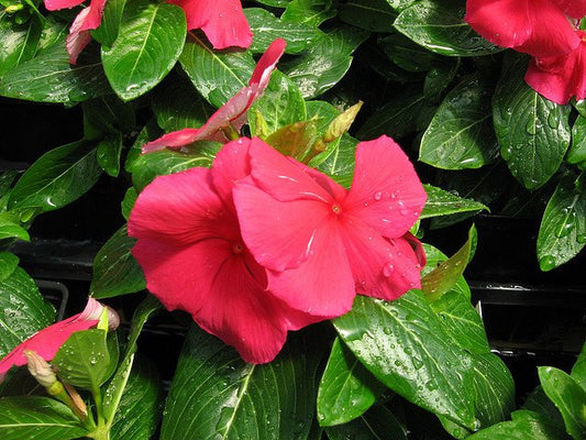Vinca Cora Punch 25 thru 500 Vinca Seeds