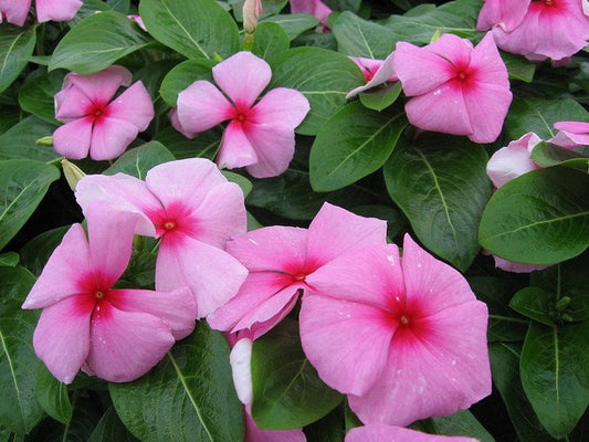 Vinca Seeds Cora Strawberry 25 thru 500 Seeds