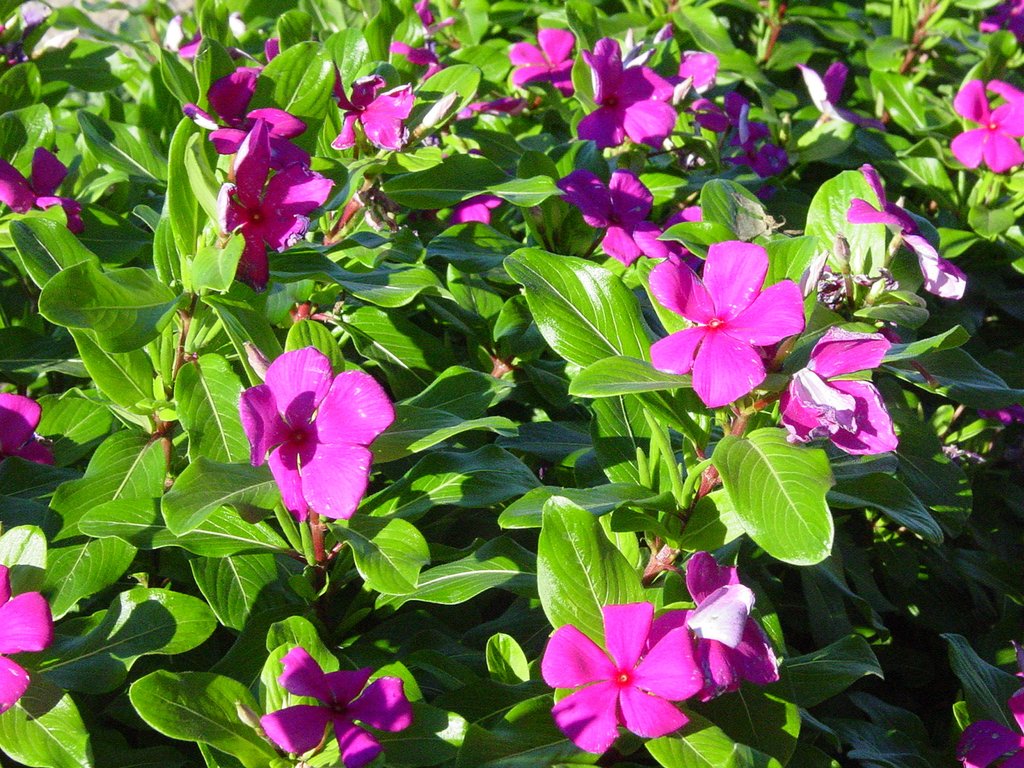 Vinca Seeds Cora Violet 25 thru 500 Seeds