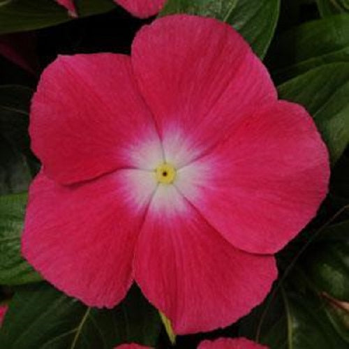 500 Bulk Vinca Seeds Mediterranean XP Rose Halo