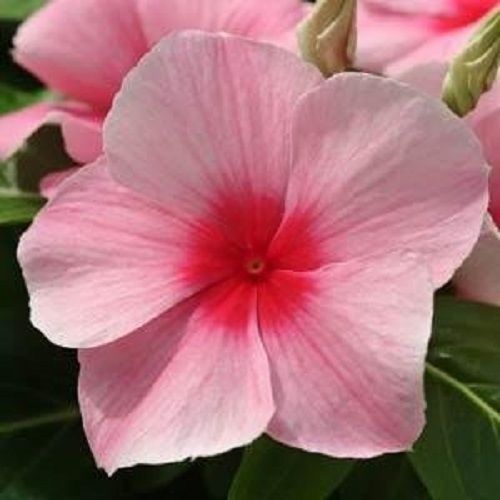 500 Bulk Vinca Seeds Mediterranean XP Strawberry