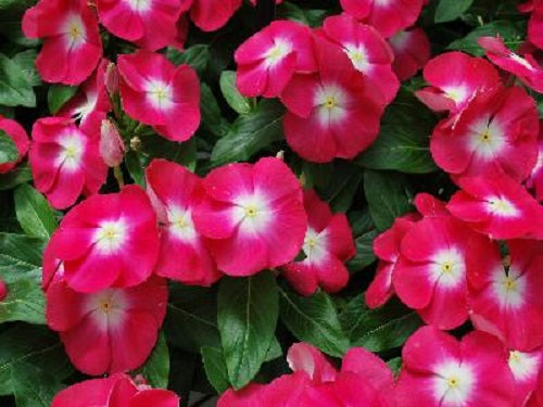 Vinca Seeds Pacifica XP Cherry Red Halo 25 thru 500 Seeds