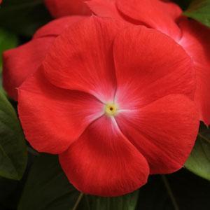 Flower Seeds Vinca Seeds Pacifica XP Orange 50 Seeds