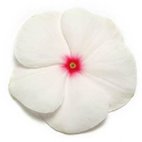 Flower Seeds Vinca Pacifica XP Polka Dot 25 thru 500 Vinca Seeds