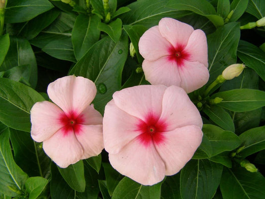 Flower Seeds Vinca Pacifica XP Apricot 25 thru 500 Vinca Seeds