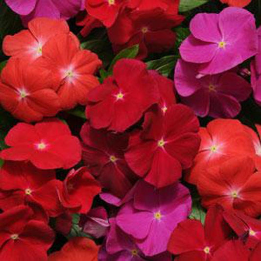 Vinca Seeds Pacifica XP Bold Mix 25 thru 500 Seeds