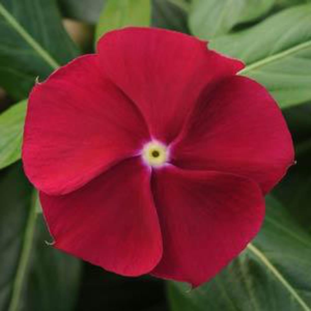 Flower Seeds Vinca Seeds Pacifica XP Cranberry 50 Seeds