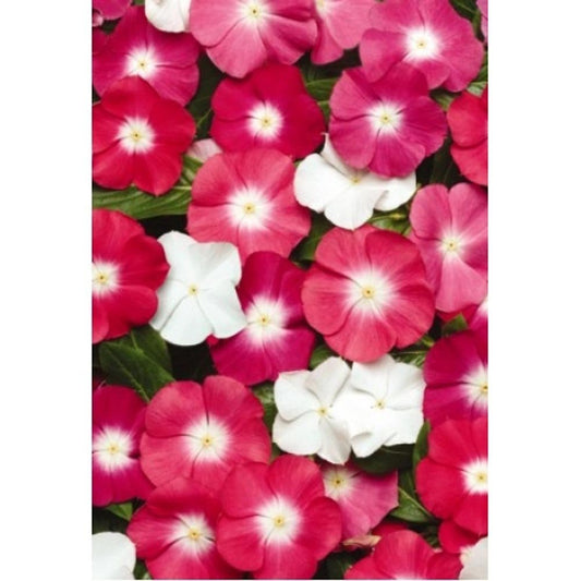 Vinca Seeds Pacifica XP Halo Mix 25 thru 500 Seeds