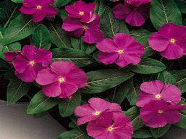 Vinca Flower Seeds 50 Sunsplash Raspberry Vinca Seeds Periwinkle Flower