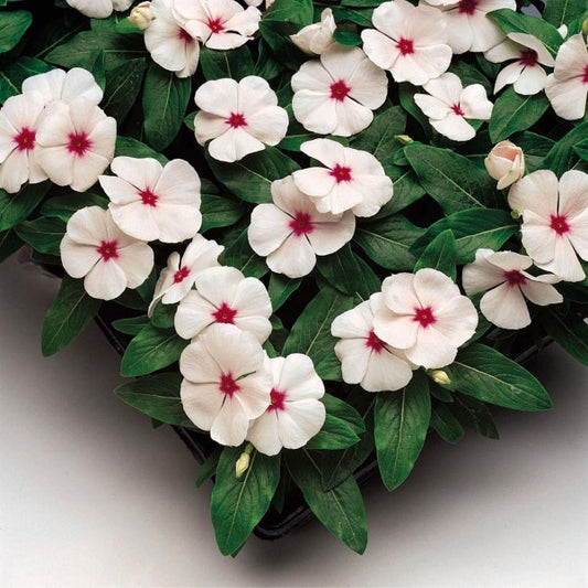 Sunstorm Apricot Vinca Seeds 50 Periwinkle Flower