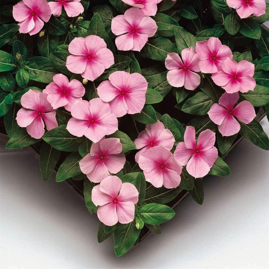 Sunstorm Blush Vinca Seeds 50 Periwinkle Flower