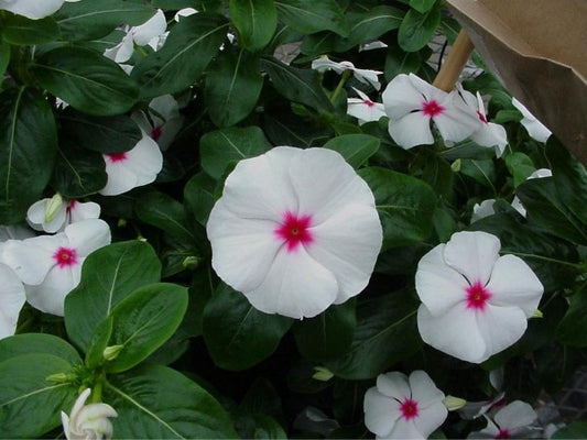 Vinca Flower Seeds Sunsplash White / Eye 50 Periwinkle Flower Seeds