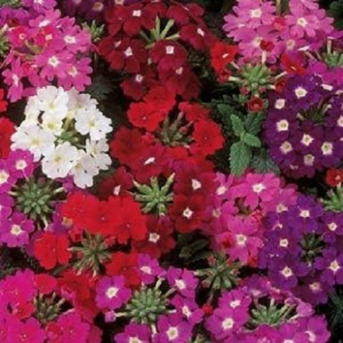 Verbena Seeds Quartz XP Mix 50 Spring Seeds