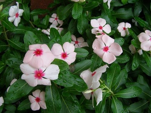Vinca Cora Apricot 25 thru 500 Vinca Seeds