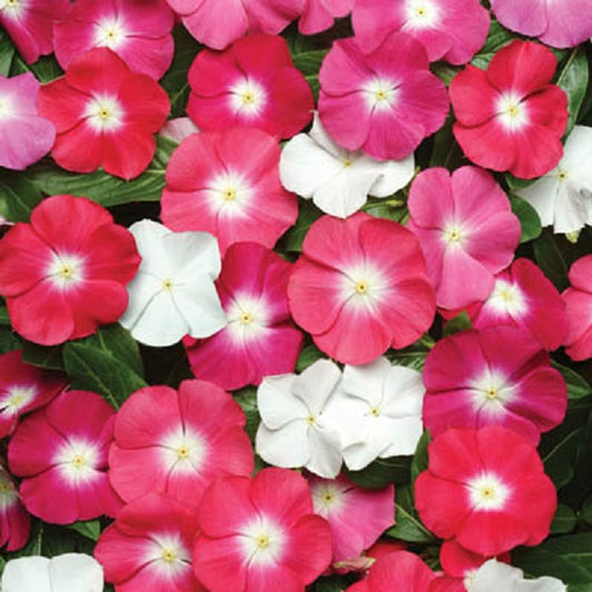 Vinca Seeds Pacifica XP Mix 25 thru 500 Seeds