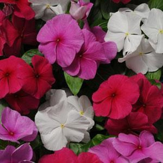 Vinca Seeds Pacifica XP Mystic Mix 25 thru 500 Seeds