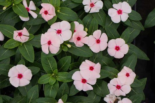 Vinca Sunstorm Apricot Bulk Vinca Seeds 25 thru 500 Flower Seeds