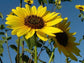 Wild Sunflower Seeds 500 Flower Seeds