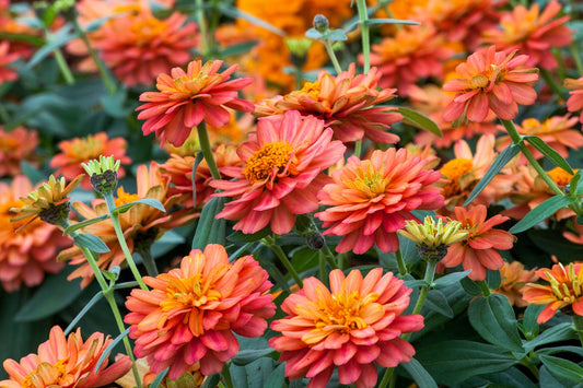 Zinnia Flower Seeds Profusion Double Deep Salmon 15 thru 250 Seeds