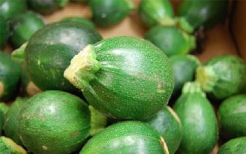 Zucchini Seeds 15 thru 100 Squash Seeds Eight Ball