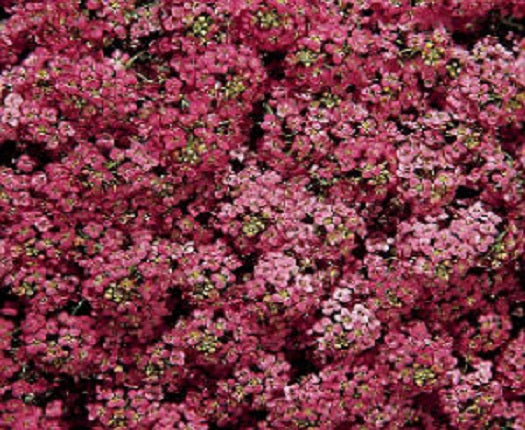 100 Alyssum Seeds - Wonderland Blue Ground Cover, Partial Shade To Full Sun