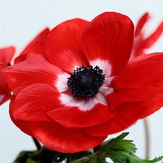 Anemone Seeds Gemstone Scarlet 15 thru 50 Seed Windflower Seeds