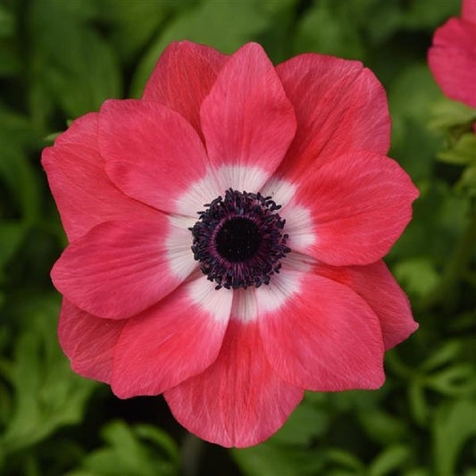 Anemone Seeds Mona Lisa® Pink 15 thru 50 Cut Flower Seeds