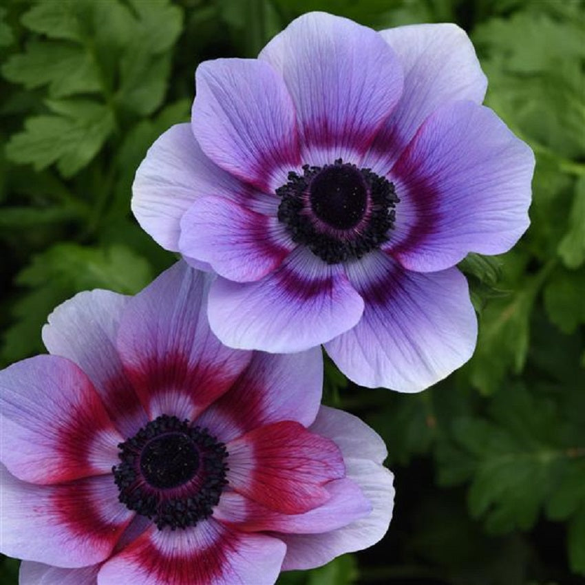 anemone flower seeds Anemone Seeds Mona Lisa® Wine White 15 thru 50 Cut Flower Seeds