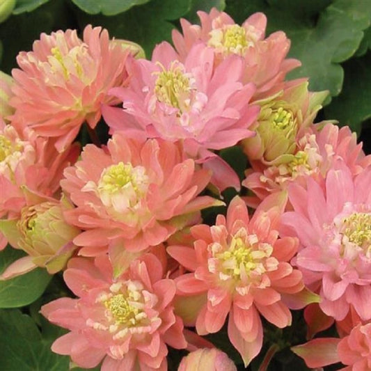 Perennial Flower Seeds Clementine Salmon Rose 25 Aquilegia Seeds
