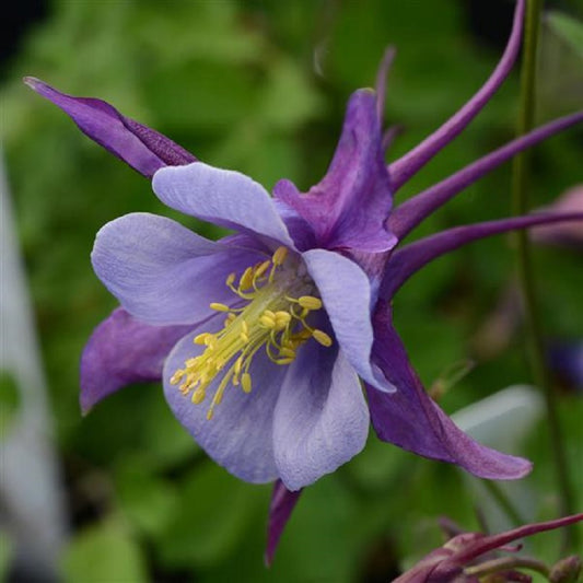 Aquilegia Seeds 25 Earlybird Purple And Blue Columbine Seeds Perennial Flower