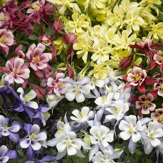 Aquilegia Seeds 25 Aquilegia Kirigami Mix Columbine Seeds Perennial Seeds