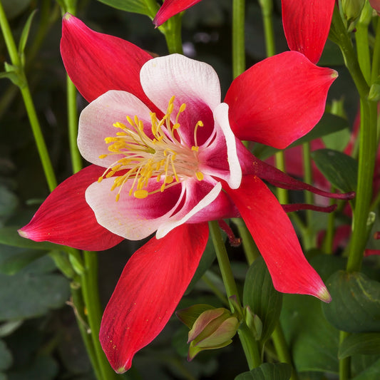 Aquilegia Seeds 25 Aquilegia Kirigami Red And White Columbine Seeds Perennial Seeds