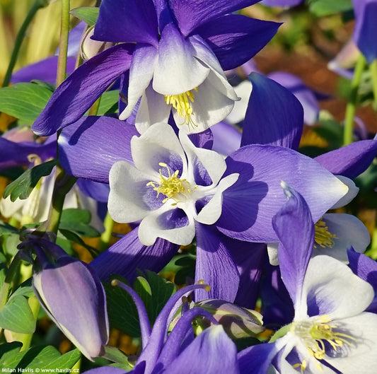 Aquilegia Seeds 25 Spring Magic Blue And White Perennial Flower