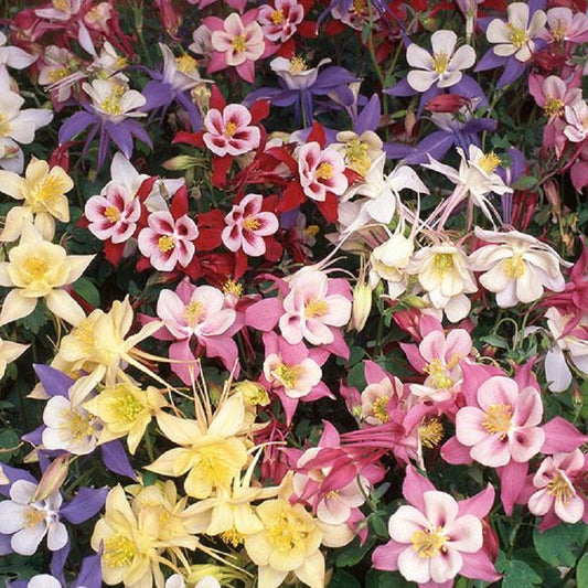Aquilegia Seeds 25 Aquilegia Swan Mix Columbine Seeds Perennial Flower