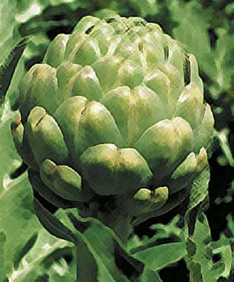 Green Globe Artichoke Seeds 25 Vegetable Seeds