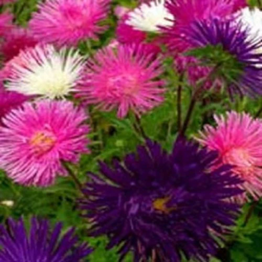 100 Aster Seeds Callistephus Tall Needle Unicom Mix