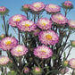 Aster Seeds Aster Matsumoto Blue With White Top 50 Aster Seeds Flower Seeds