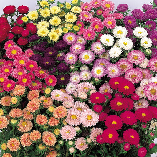 Aster Seeds Aster Matsumoto Mix 50 Aster Seeds Flower Seeds