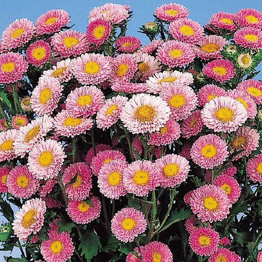 Aster Seeds Aster Matsumoto Pink 50 Aster Seeds Flower Seeds