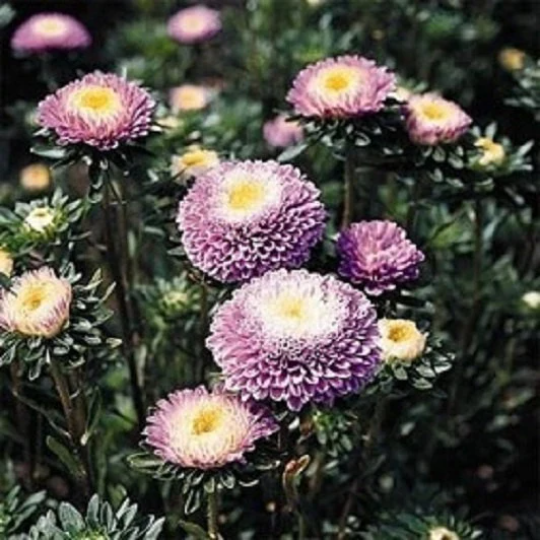 Aster Seeds 100 Pompon Light Blue Flower Seeds